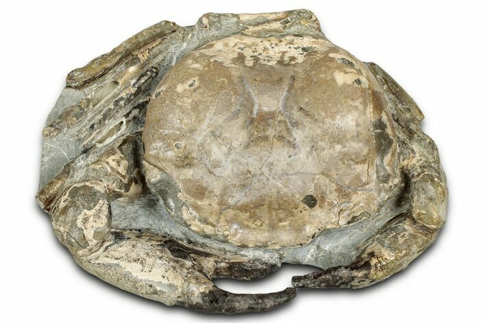 Oligocene Fossil Crab (Branchioplax) - Washington State #355024